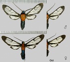 Poecilosoma chrysis chrysis Hübner, 1823