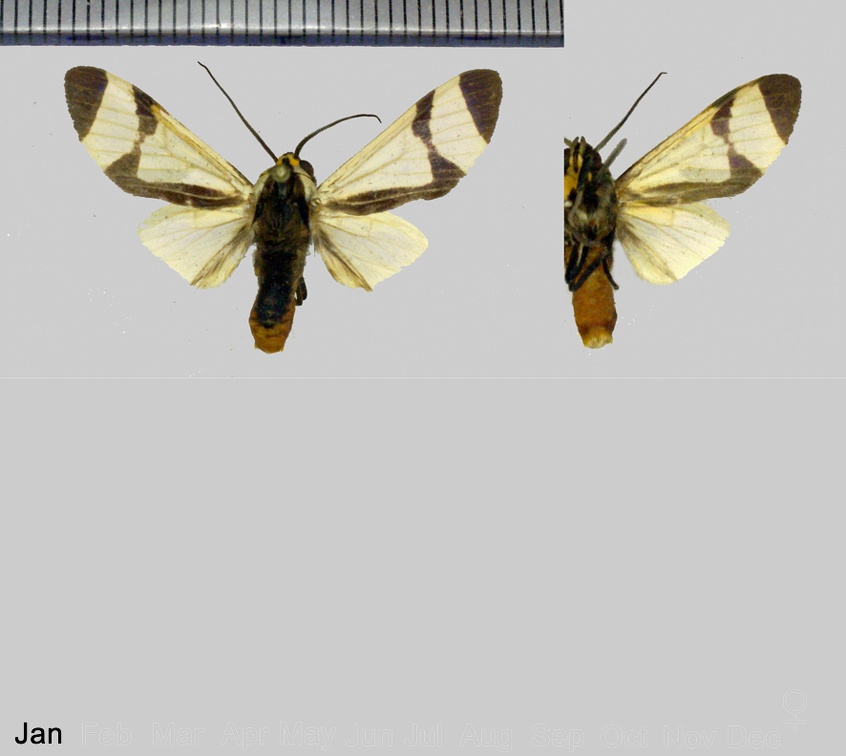 Pryteria alboatra (Rothschild, 1909)