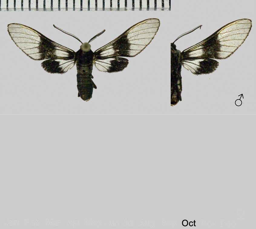 Pseudomya nigrozona Schaus, 1905