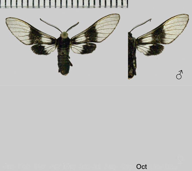 Pseudomya nigrozona Schaus, 1905.jpg
