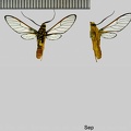 Pseudosphex fulvisphex (Druce, 1898)