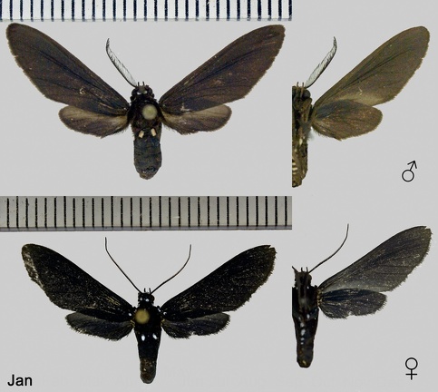 Psoloptera leucosticta (Hübner, 1909)