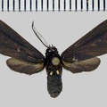 <!--hidden-->Psoloptera leucosticta (Hübner, 1909)-Piste de Kaw