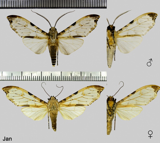 Psychophasma erosa [Herrich-Schäffer, 1858].jpg