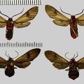 Saurita cassandra (Linnaeus, 1784