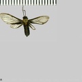 Sauritinia concisa (Walker, 1854)