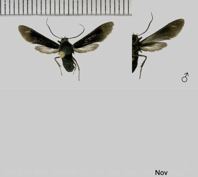 Sphecosoma tenebrosum (Walker, 1854)