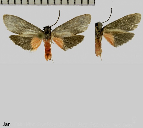 Talara guyanae Gibeaux, 1983