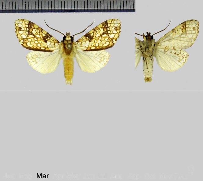 Tessella flavescens (Gaede, 1923).jpg