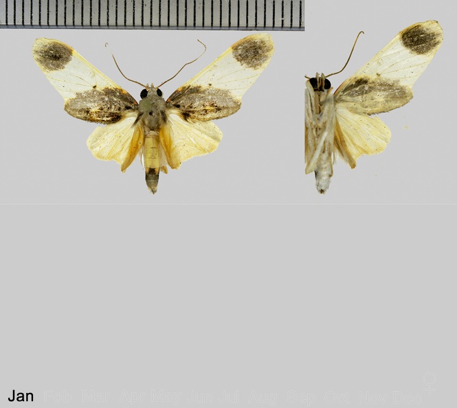 Thyromolis pythia Druce, 1900.jpg