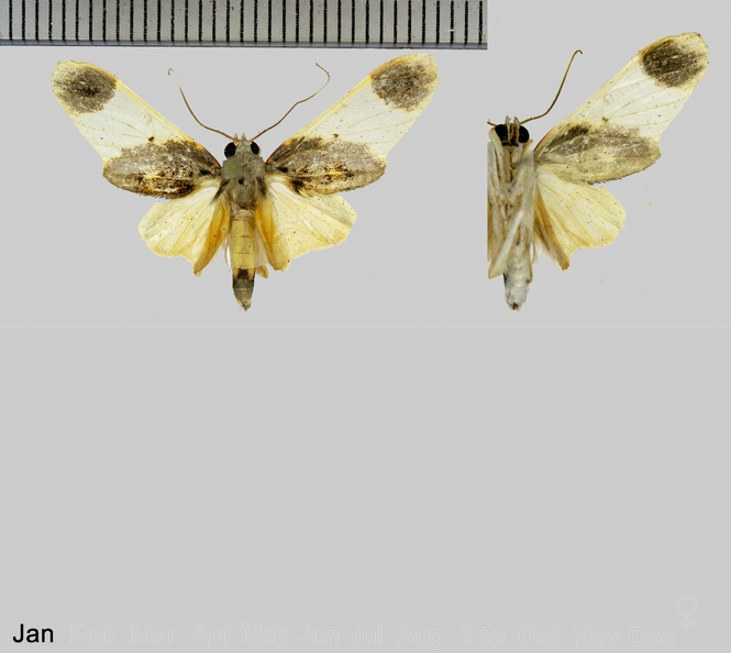 Thyromolis pythia Druce, 1900