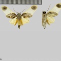 Thyromolis pythia Druce, 1900