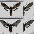 Thysanoprymna haemorrhoides (Schaus, 1905)