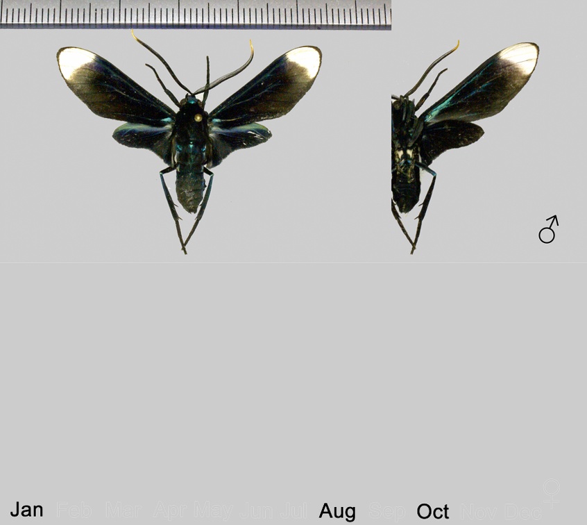 Timalus leucomela (Walker, 1856)