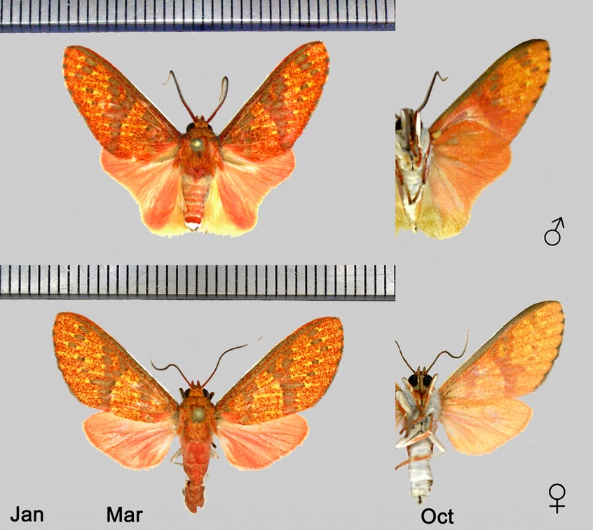 Toulgoetarctia nigripuncta (Joicey &amp; Talbot, 1918)