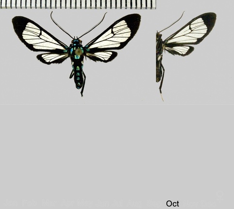 Xanthyda chalcosticta (Butler, 1876)