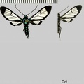Xanthyda chalcosticta (Butler, 1876)