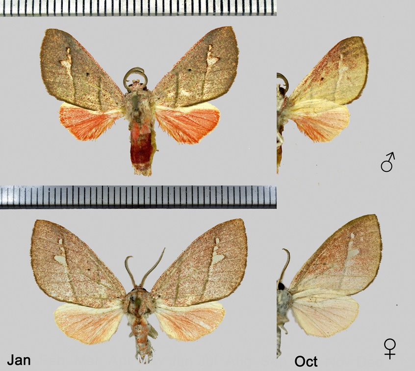 Zatrephes arenosa Schaus, 1905