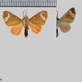 Zatrephes flavipuncta Rothschild, 1909