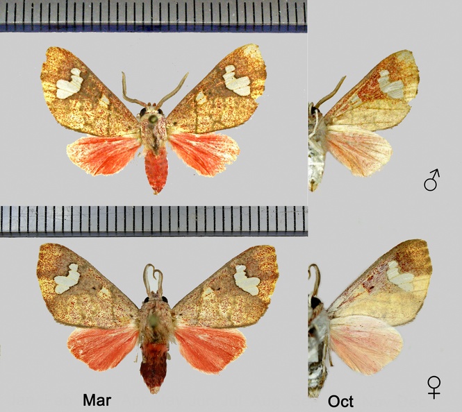 Zatrephes rufescens Rothschild, 1909.jpg