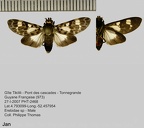 1 - Arctiinae de Guyane à identifier ou en cours de description