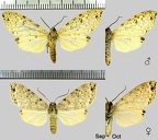 Lophocampa albescens (Rothschild, 1909)