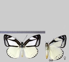 Haemonides cronis (Cramer, 1775)