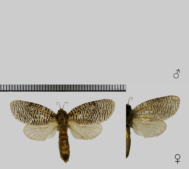 Carohamilia lineaeplena (Dognin, 1911).jpg