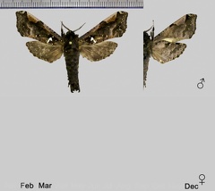 Langsdorfia franckii Hübner, 1821