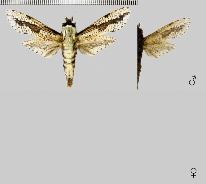 Morpheis pyracmon (Cramer, 1780)