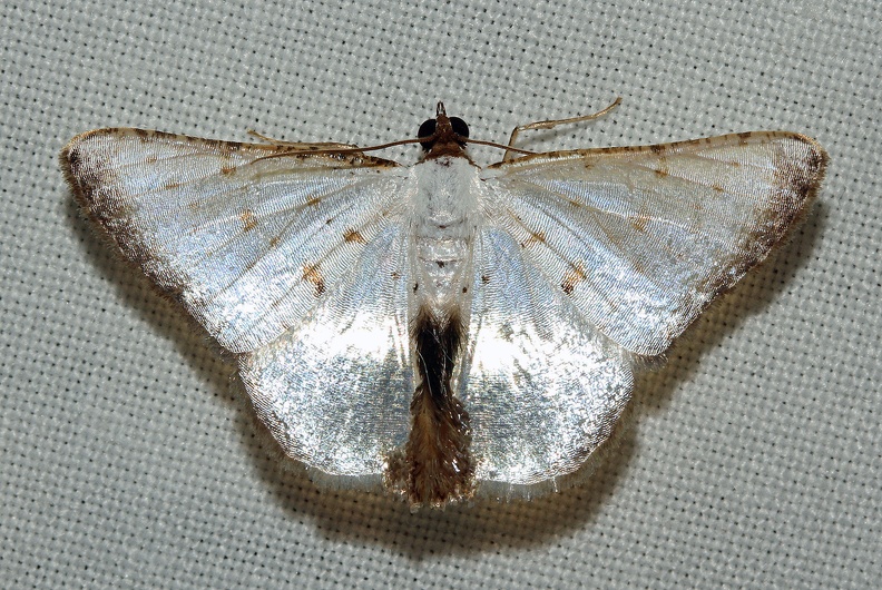 Berberodes cassiteris Warren, 1906