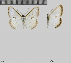 Berberodes conchylata (Guenée, [1858])