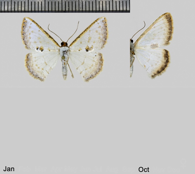 Berberodes conchylata (Guenée, [1858]).jpg