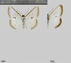 Berberodes conchylata (Guenée, [1858])