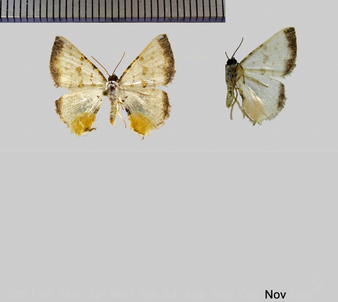 Berberodes fulvicomosa (Warren, 1907).jpg