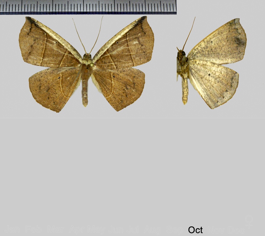 Cimicodes ferruginea Warren, 1905