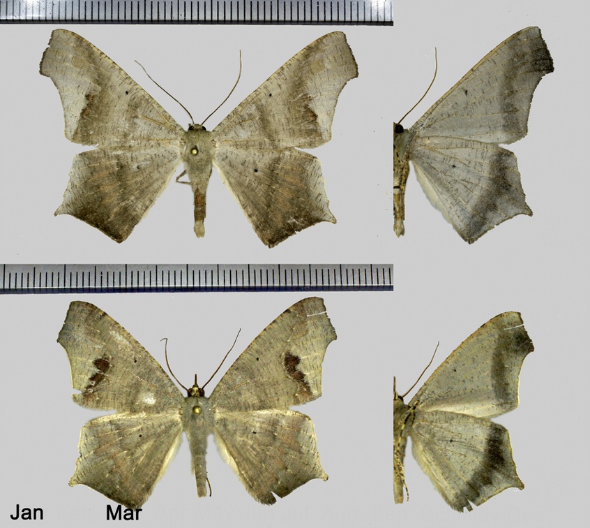 Euclysia dentifasciata Dognin, 1910