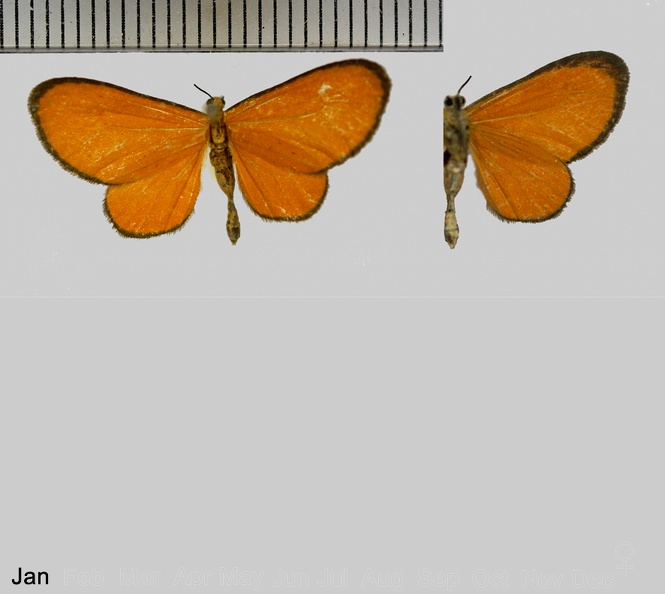 Eudulophasia invaria (Walker, 1854)