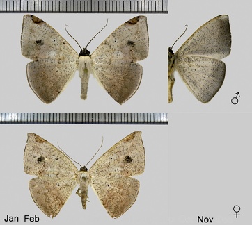 Herbita versilinea (Warren, 1904)