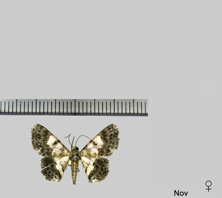 Hymenomima semialba Warren 1897