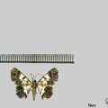 Hymenomima semialba Warren 1897
