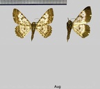 Iridopsis eutiches (Prout, 1932)