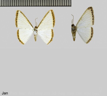 Leuciris fimbriaria (Stoll, 1781)