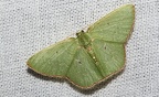 Lissochlora purpureotincta (Warren, 1900)