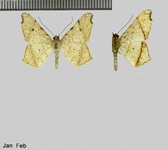 Macaria ostia (Druce, 1893)