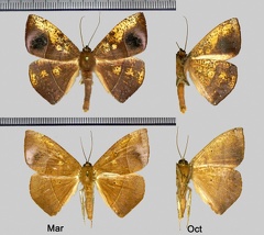 Microgonia rufaria Warren, 1901