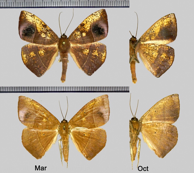 Microgonia rufaria Warren, 1901.jpg