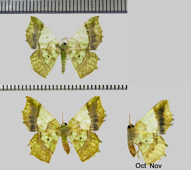 Neagathia corruptata (Felder &amp; Rogenhofer, 1875)