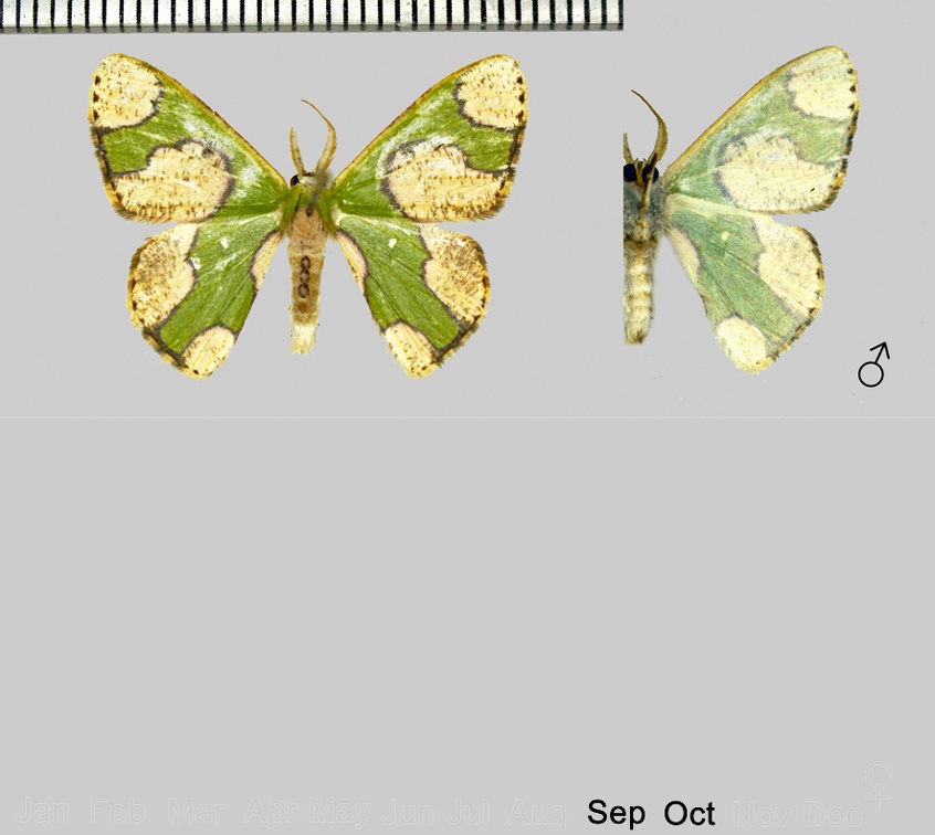 Oospila albicoma albicoma (Felder & Rogenhofer, 1875)