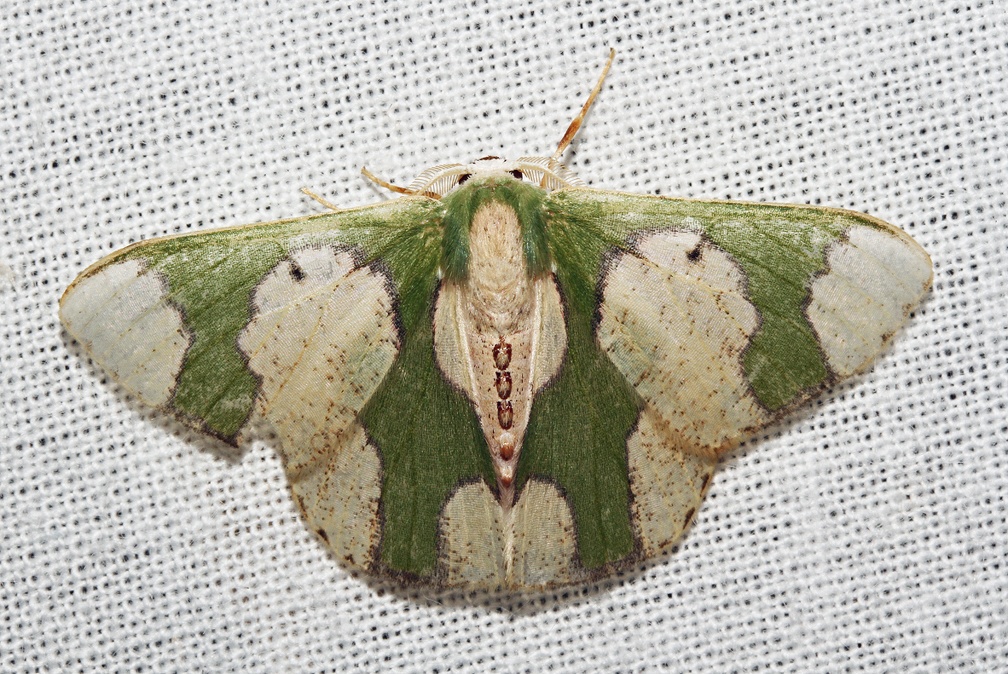 Oospila albicoma albicoma (Felder & Rogenhofer, 1875)